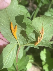Triphragmium ulmariae