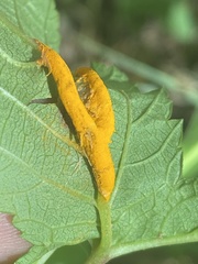 Triphragmium ulmariae