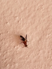 Celidodacus