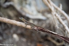 Anolis roquet salinei