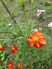 Tagetes lunulata