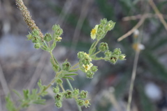 Potentilla hirta