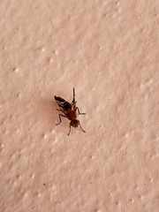 Celidodacus