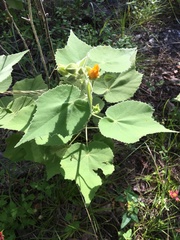 Allowissadula holosericea