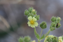 Potentilla hirta