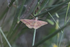 Rhodostrophia calabra