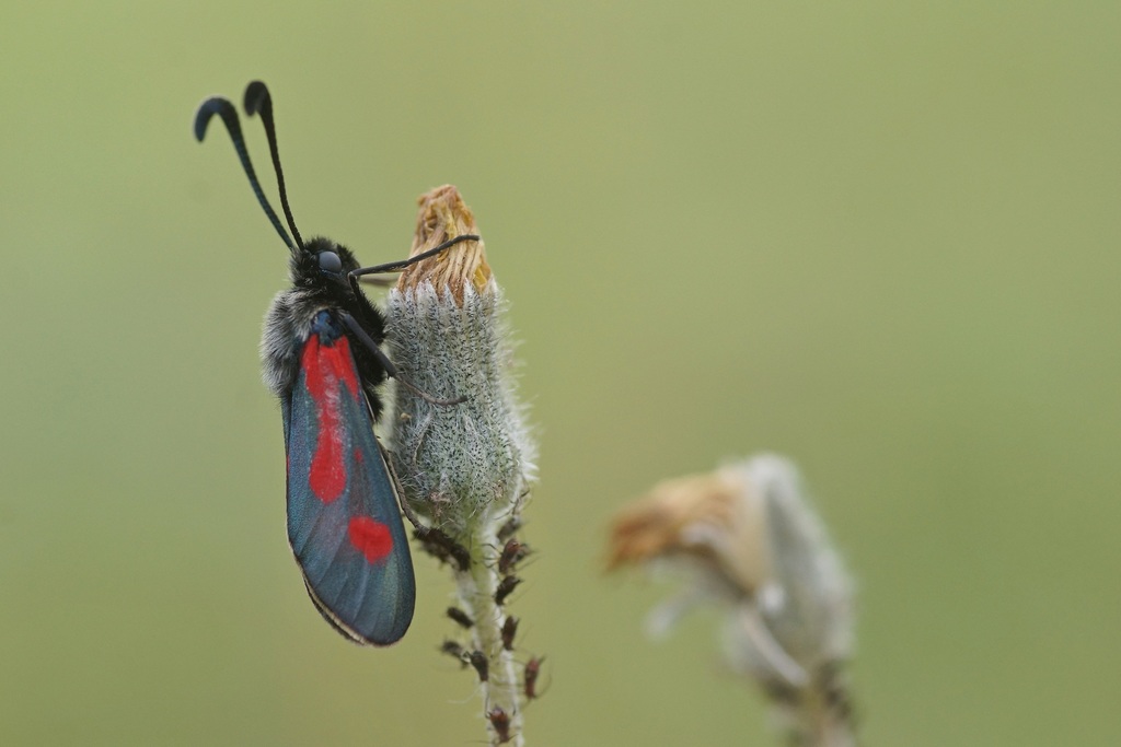 Zygaena sarpedon