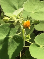 Allowissadula holosericea