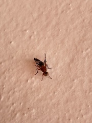 Celidodacus
