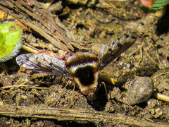 Bombylius pygmaeus