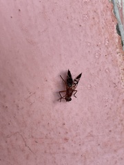 Celidodacus