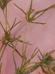 Chara tomentosa