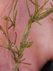 Chara tomentosa