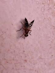 Celidodacus