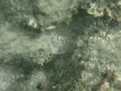 Epinephelus quoyanus