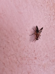 Celidodacus