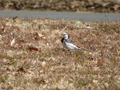 Motacilla alba lugens