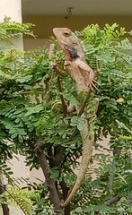 Calotes versicolor
