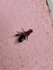 Celidodacus