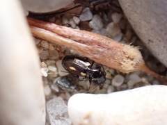 Lionychus quadrillum