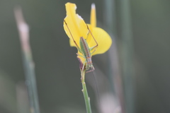 Ephippiger discoidalis