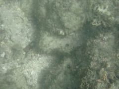 Epinephelus quoyanus