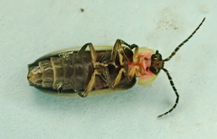 Photinus cooki