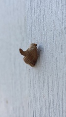 Tortricidia testacea