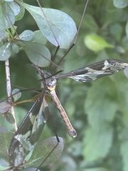 Tipula maxima