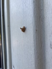 Tortricidia testacea