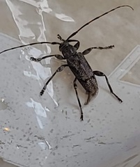 Graphisurus despectus