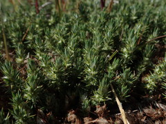 Cardionema ramosissimum