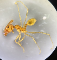 Pheidole morrisii