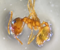 Pheidole morrisii