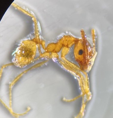 Pheidole morrisii