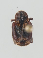 Valgus canaliculatus