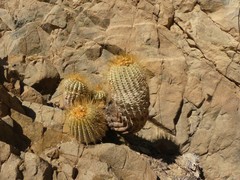 Copiapoa gigantea