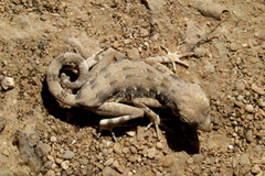 Pristurus carteri