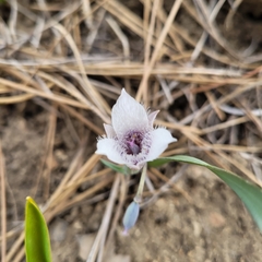 Calochortus tolmiei