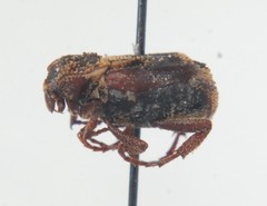 Valgus canaliculatus