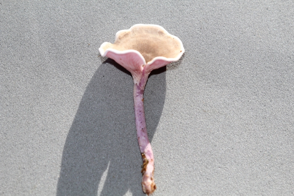 Trogia cantharelloides · June 2021 · photo: © biomartita (iNaturalist, cc-by)