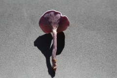 Trogia cantharelloides