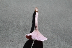 Trogia cantharelloides