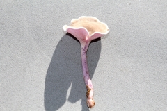 Trogia cantharelloides