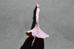 Trogia cantharelloides