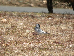 Motacilla alba lugens