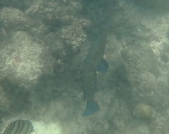 Cephalopholis formosa