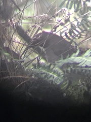 Turdus assimilis