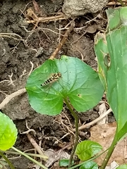 Chrysopilus ornatus
