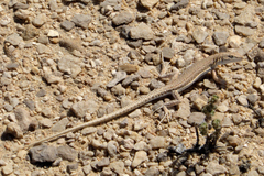 Mesalina adramitana